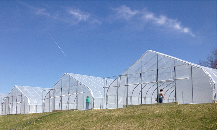 天空植物隧道塑料薄膜温室 商业农业的未来之选