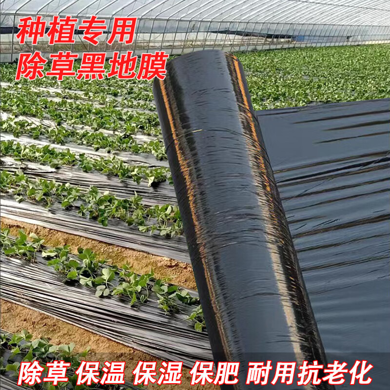 “黑”土情深 “除草神器”黑地膜的农业致富密码