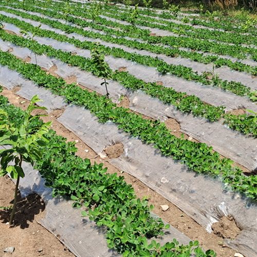 白色地膜农用保温保湿蔬菜大棚种植防草地膜耐拉扯塑料小拱棚薄膜